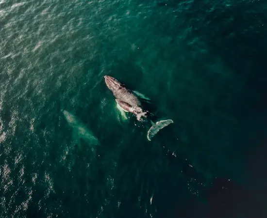 Whales at Logan’s Beach